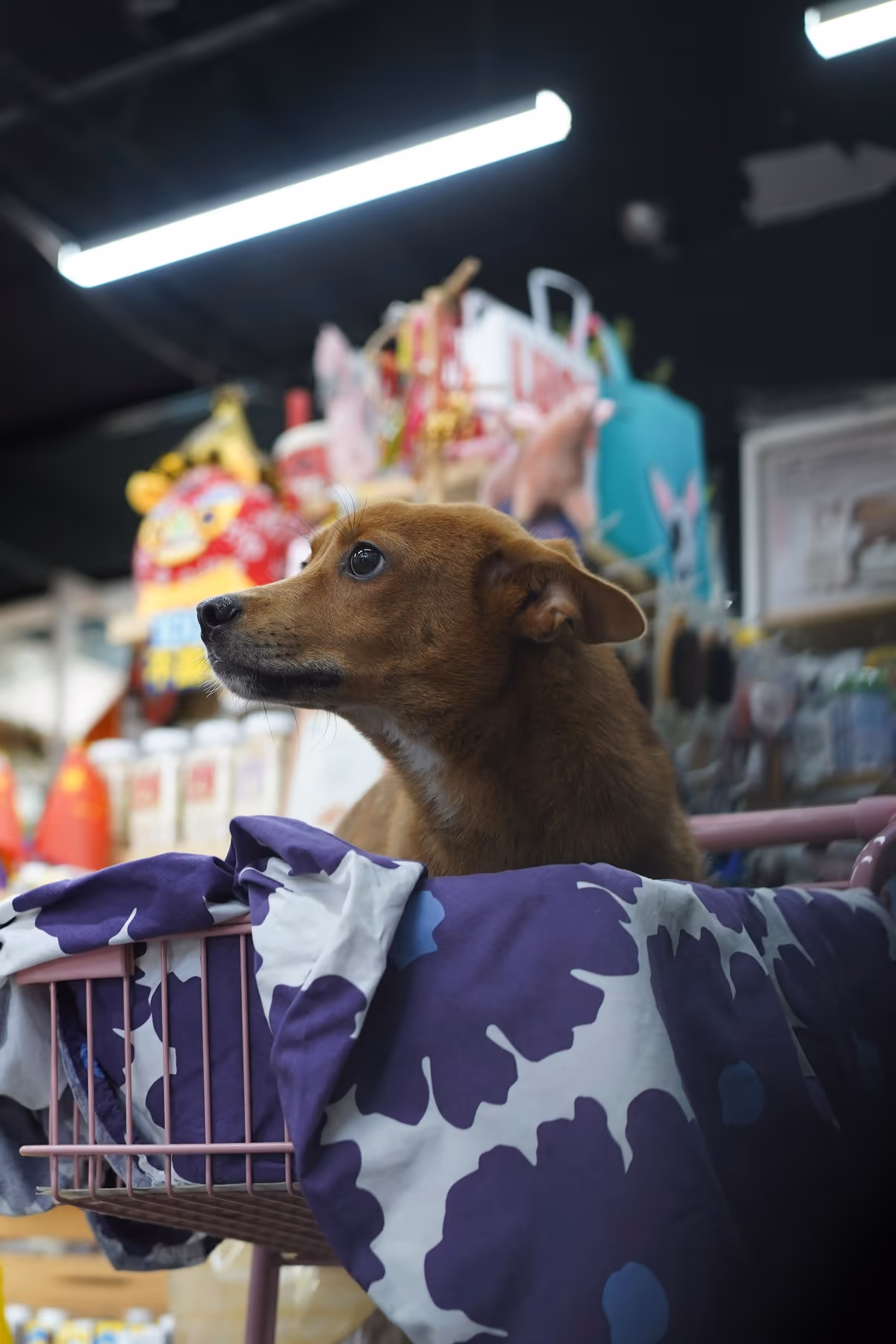 Sistema Sigeflex para Pet Shops — tela 1